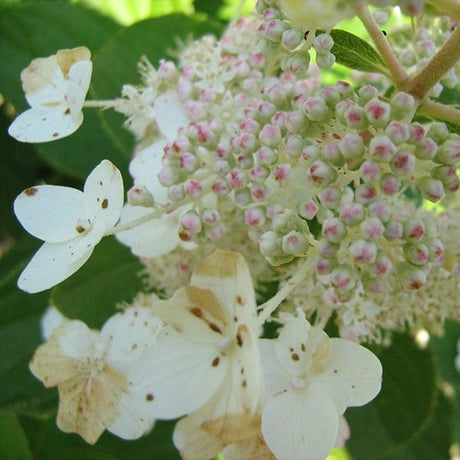 Late Panicle Hydrangea