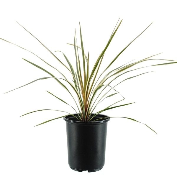 Cha Cha Cordyline - Nature Hills Nursery - #1 Container 2 Pack - 