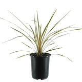 Cha Cha Cordyline - Nature Hills Nursery - #1 Container 2 Pack - 