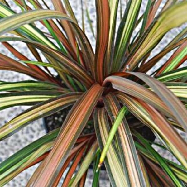 Cha Cha Cordyline - Nature Hills Nursery - #1 Container 2 Pack - 