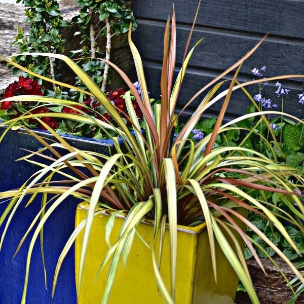 Cha Cha Cordyline - Nature Hills Nursery - #1 Container 2 Pack - 