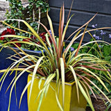 Cha Cha Cordyline - Nature Hills Nursery - #1 Container 2 Pack - 
