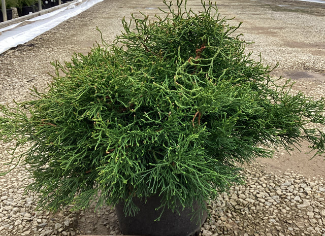 Chamaecyparis obtusa Contorta with dense, twisted green foliage in a 15-inch container, displayed on gravel nursery ground