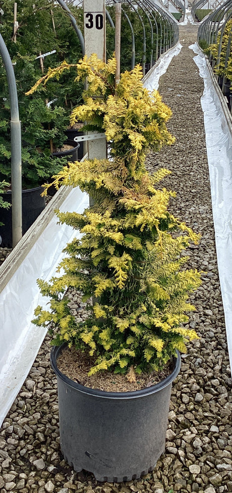 Chamaecyparis obtusa Fernspray Gold with vibrant golden fern-like foliage in an 18-inch container, growing upright in a nursery hoop house