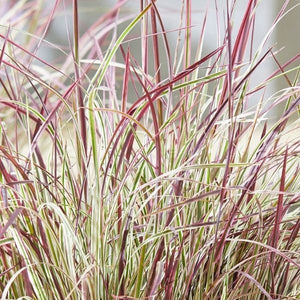 Close-up of pink schizachyrium flowers on Chameleon Little Bluestem.