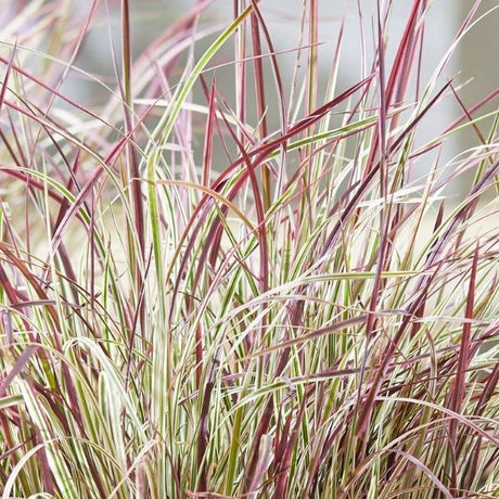 Close-up of pink schizachyrium flowers on Chameleon Little Bluestem.