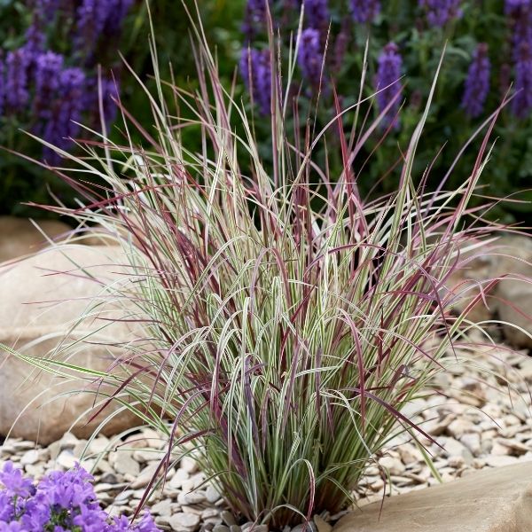Chameleon Little Bluestem (Schizachyrium scoparium 'Chameleon'), a perennial featuring pink flowers and perennial.