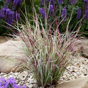 Chameleon Little Bluestem (Schizachyrium scoparium 'Chameleon'), a perennial featuring pink flowers and perennial.