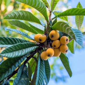 Champagne Loquat Tree - Nature Hills Nursery - #5 Container - 