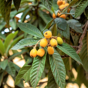 Champagne Loquat Tree - Nature Hills Nursery - #5 Container - 