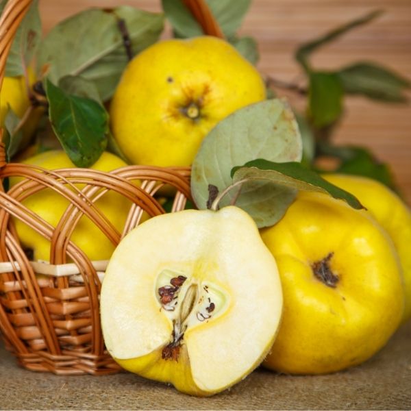 Champion Common Quince Tree - Nature Hills Nursery - 4 - 5 Feet Bareroot Semi - Dwarf Height - 