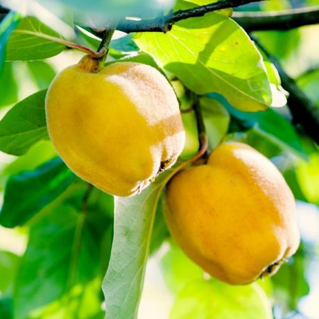 Champion Common Quince Tree - Nature Hills Nursery - 4 - 5 Feet Bareroot Semi - Dwarf Height - 