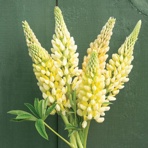 Chandelier Lupine Cut Flowers
