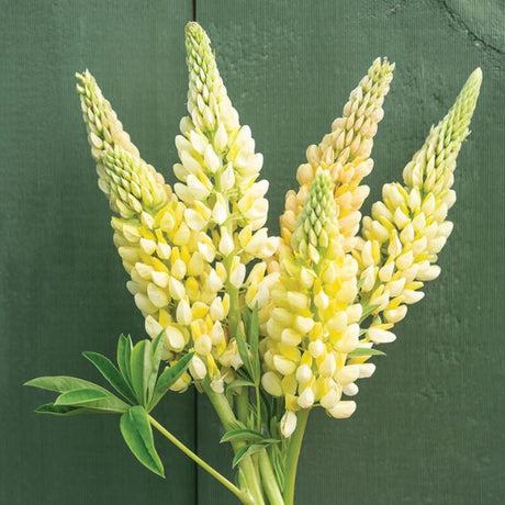 Chandelier Lupine Cut Flowers