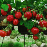 Chandler June - Bearing Strawberry Plant - Nature Hills Nursery - 20 Pack Bareroot - 
