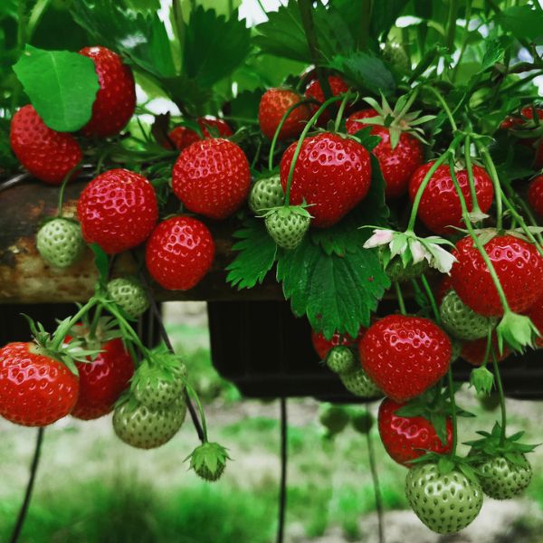 Chandler June-Bearing Strawberry Plant Hanging Fruit