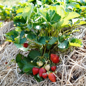 Chandler June-Bearing Strawberry Plant In Ground