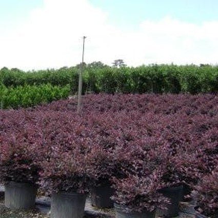 Chang's Ruby Fringe Flower Shrub