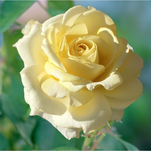 Chantilly Cream&trade; Hybrid Tea Rose