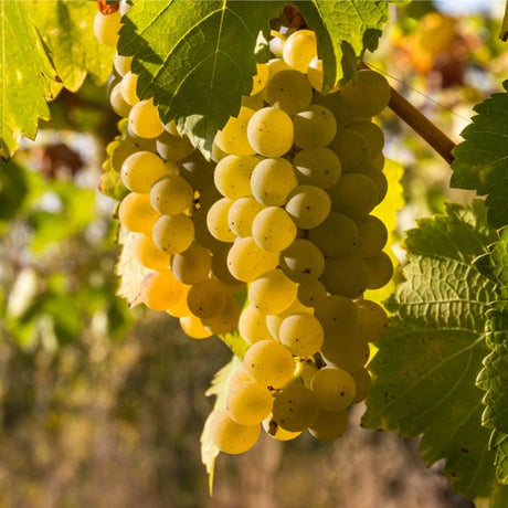 Chardonnay Grape - Nature Hills Nursery - Bareroot - 