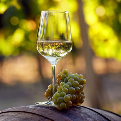 Chardonnay Grape - Nature Hills Nursery - Bareroot - 
