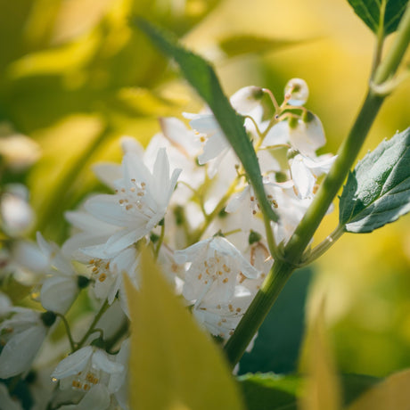 Chardonnay Pearls Deutzia shrub covered in delicate white blooms with golden stamens in soft natural light.