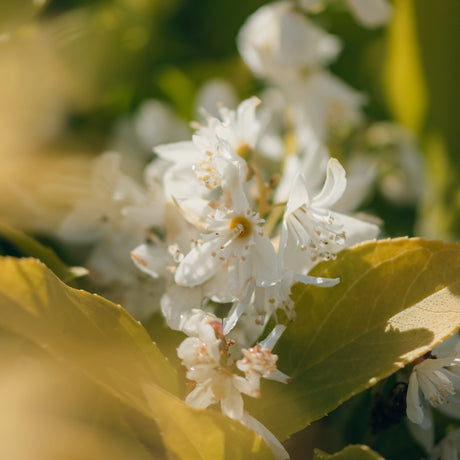 Chardonnay Pearls Deutzia shrub covered in delicate white flower clusters with yellow-green foliage in warm light.