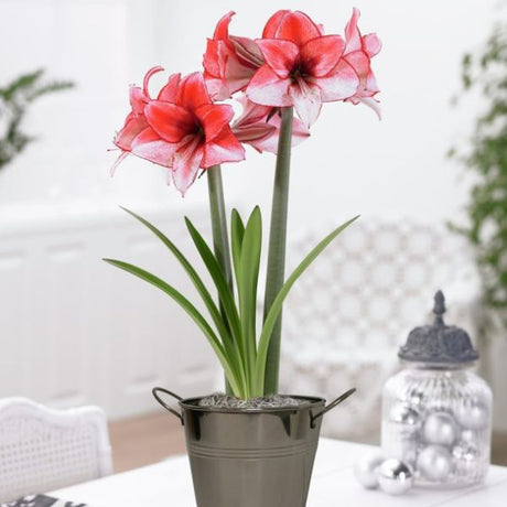 Charisma Amaryllis Decorative Planter