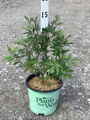 Chaste Tree