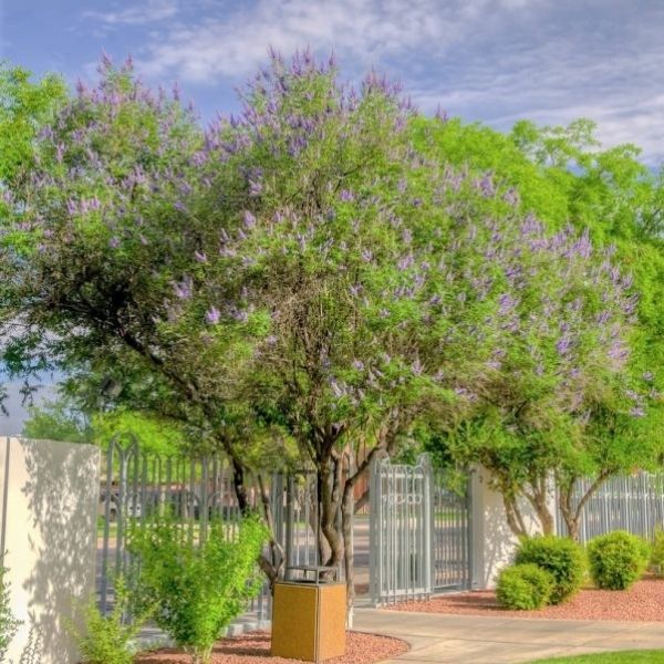 Nature Hills Nursery Chaste Tree - Thumbnail 5