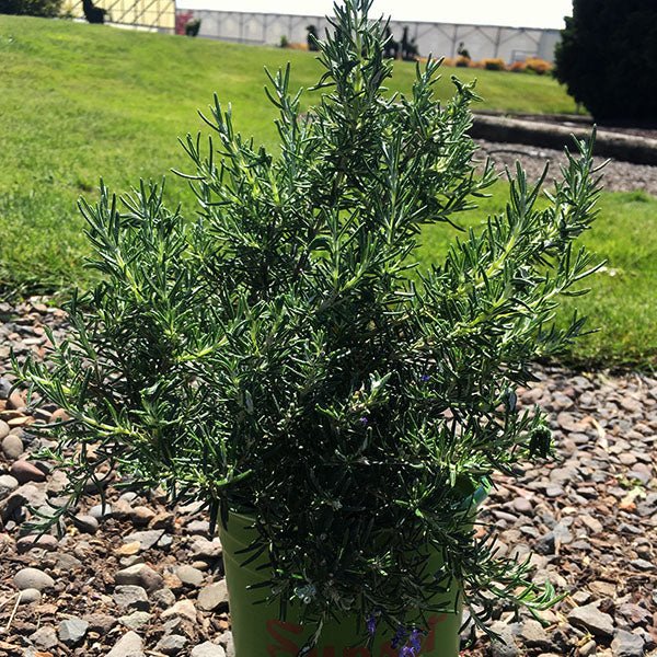 Chef's Choice&reg; Rosemary - Nature Hills Nursery - #1 Container - 