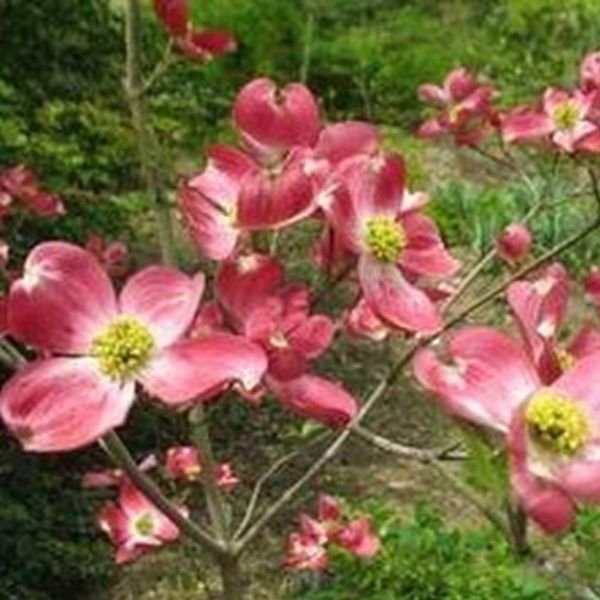 Close-up of red, pink, white cornus flowers on Cherokee Brave™ Dogwood Tree blooming in late spring.