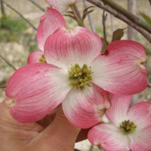 Deciduous foliage of Cherokee Brave™ Dogwood Tree (Cornus florida 'Comco No. 1') in a garden setting.