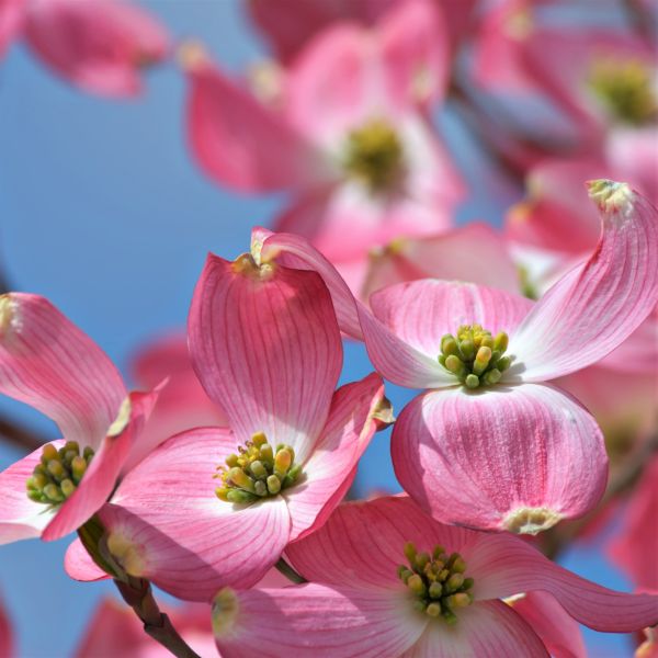 Cherokee Brave™ Dogwood Tree (Cornus florida 'Comco No. 1'), a tree featuring red, pink, white flowers and deciduous.