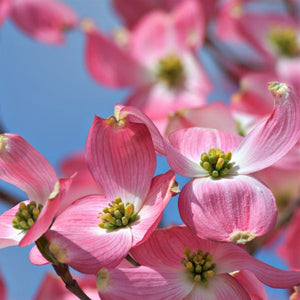 Cherokee Brave™ Dogwood Tree (Cornus florida 'Comco No. 1'), a tree featuring red, pink, white flowers and deciduous.