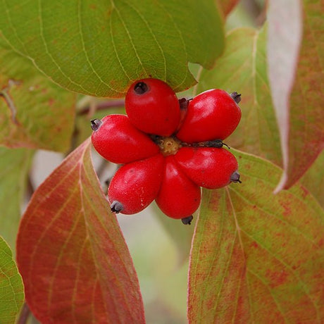 Cherokee Princess Dogwood Tree - Nature Hills Nursery - #3 Container - 
