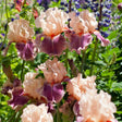 Cherry Blossom Song Tall Bearded Iris - Nature Hills Nursery - 3 Pack Bareroot - 