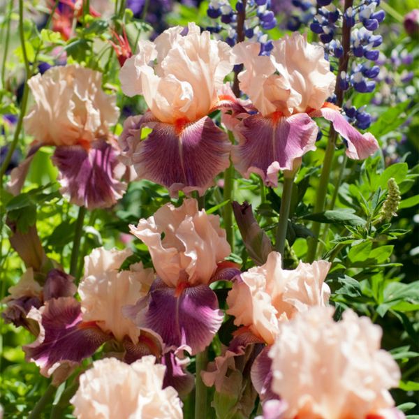 Cherry Blossom Song Tall Bearded Iris - Nature Hills Nursery - 3 Pack Bareroot - 