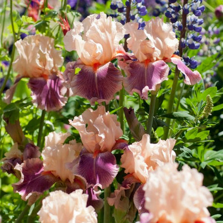 Cherry Blossom Song Tall Bearded Iris - Perennial - Nature Hills Nursery - 