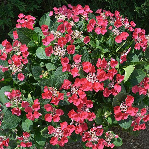 Cherry Explosion™ Hydrangea | Buy at NatureHills.com