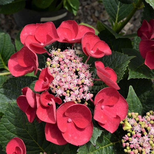 Cherry Explosion™ Hydrangea | Buy at NatureHills.com