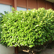 Cherry Laurel Bush - Nature Hills Nursery - #5 Container - 