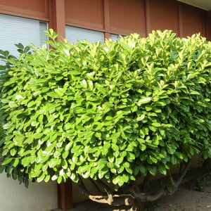 Cherry Laurel Bush - Nature Hills Nursery - #5 Container - 
