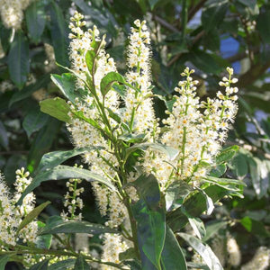 Cherry Laurel Bush - Nature Hills Nursery - #5 Container - 