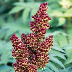 Cherry On Top&trade; Sorbaria - Nature Hills Nursery - #2 Container - 