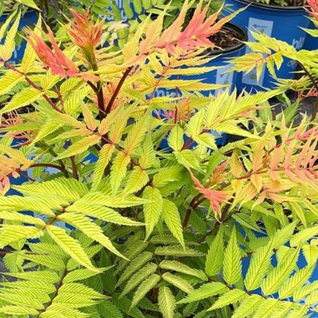 Cherry On Top&trade; Sorbaria - Nature Hills Nursery - #2 Container - 