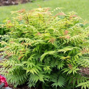 Cherry On Top&trade; Sorbaria - Nature Hills Nursery - #2 Container - 