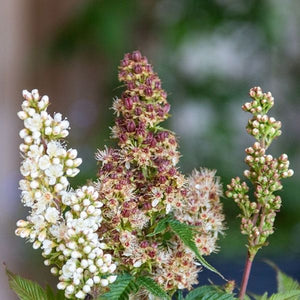 Cherry On Top&trade; Sorbaria - Nature Hills Nursery - #2 Container - 