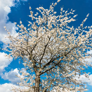 Close-up of white prunus flowers on Lapins Cherry Tree blooming in late spring.