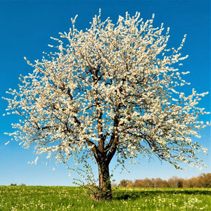 Close-up of white prunus flowers on Montmorency Cherry Tree blooming in late spring.